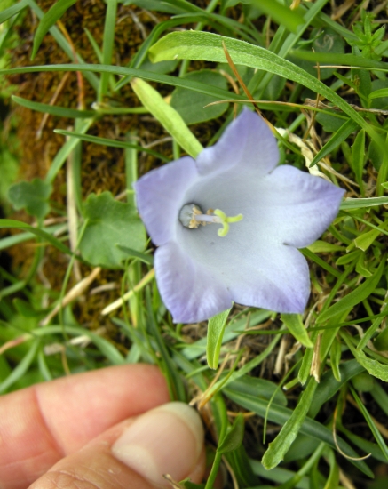 Campanula scheuchzeri / Campanula di Scheuchzer